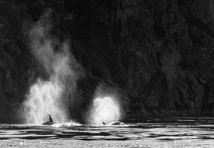 The Blow of Orcas