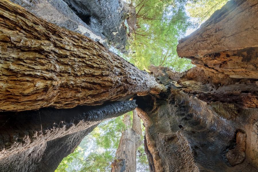Burned Out Redwood Tree