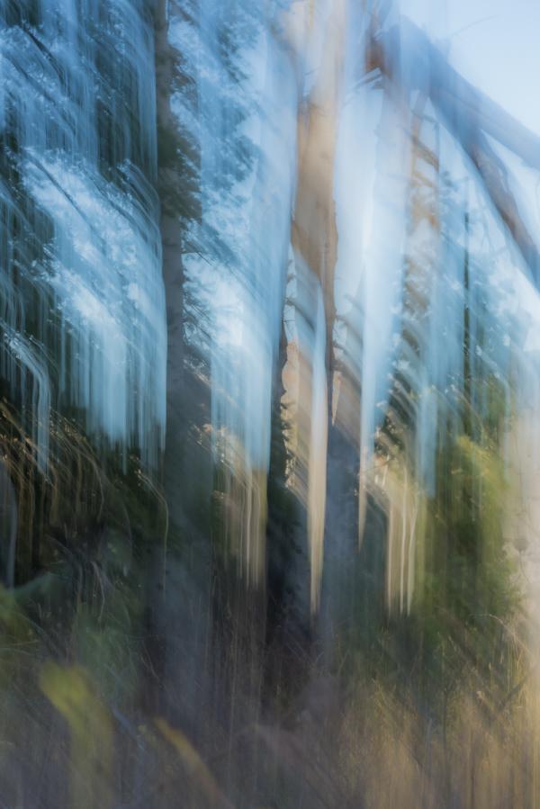 Falling through the Trees