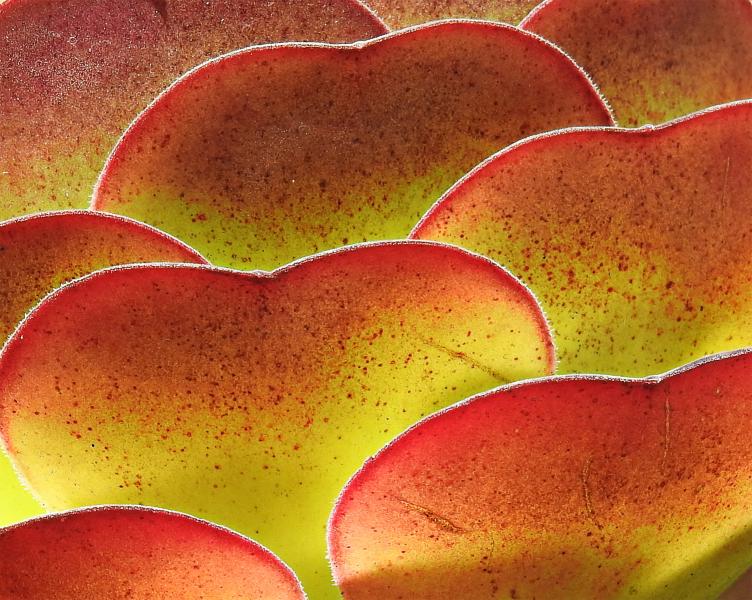 Succulent ridges
