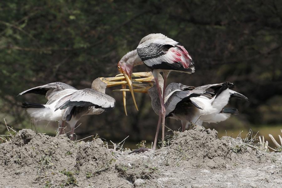 Painted Stork (Mycteria leucocephala) feeding time becomes pretty violent, as offspring battle for food.