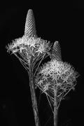 Bear Grass, Lake Almanor, CA