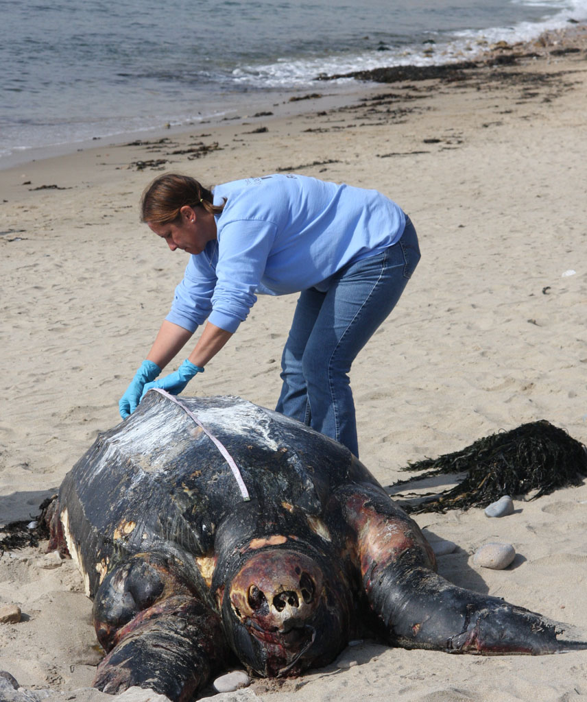 MMC Volunteer documents beached Leatherback Turtle at Pescadero Beach