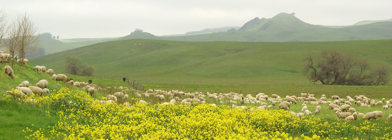 Sheep & Mustard, Napa Valley