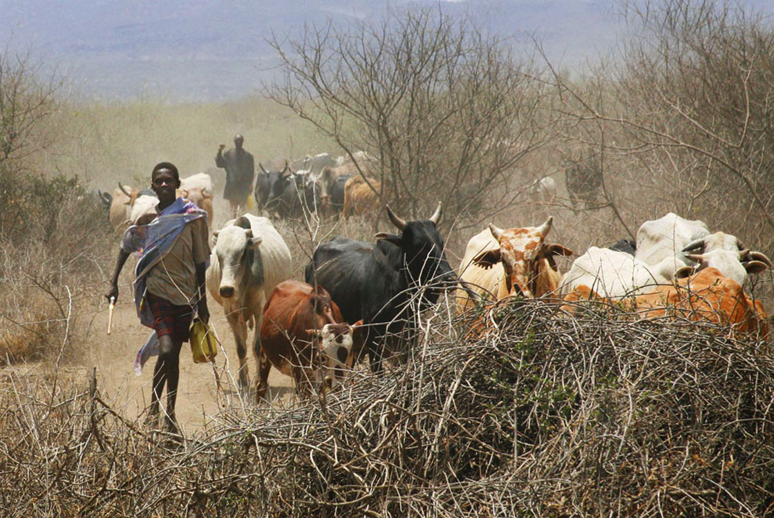 Running of the bulls in Kenya