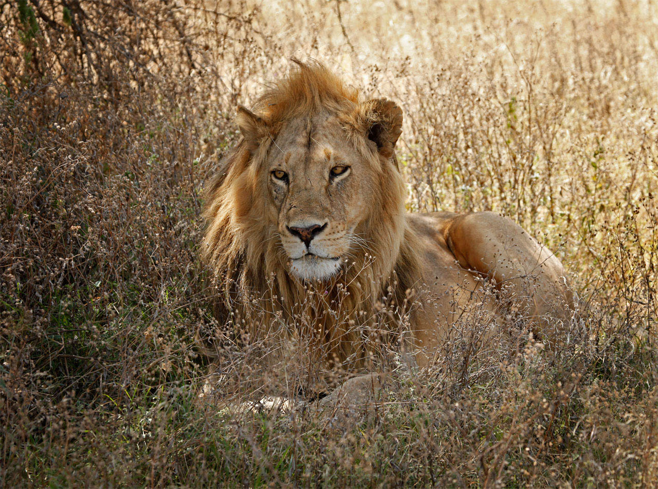 Male Lion(Panthera leo) Camouflaged, Resting in Shade of Acacia Tree- Serengeti, Tanzania