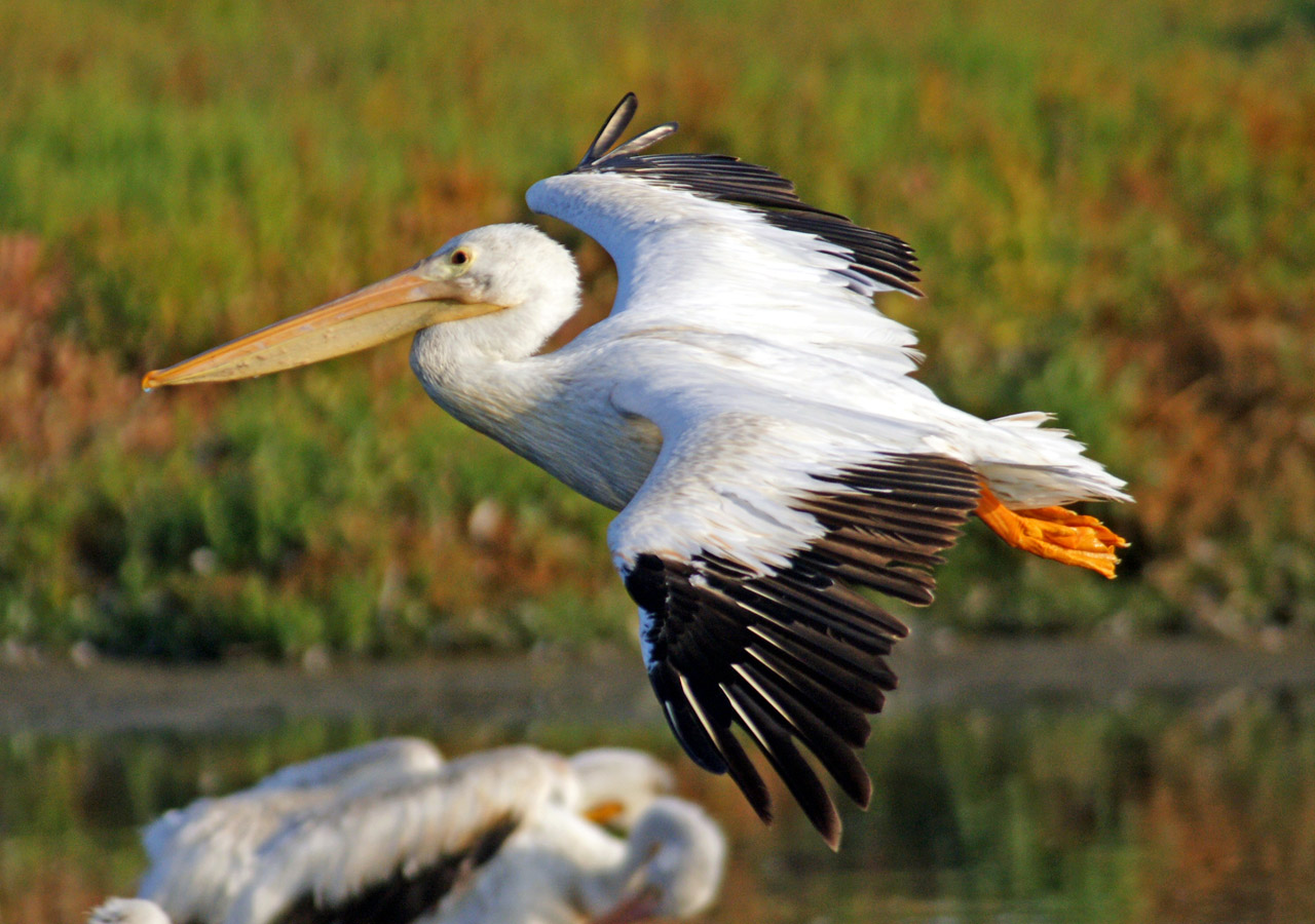 American White Pelican (Pelecanus erythrorhynchos) - Charleston Slough, Palo Alto