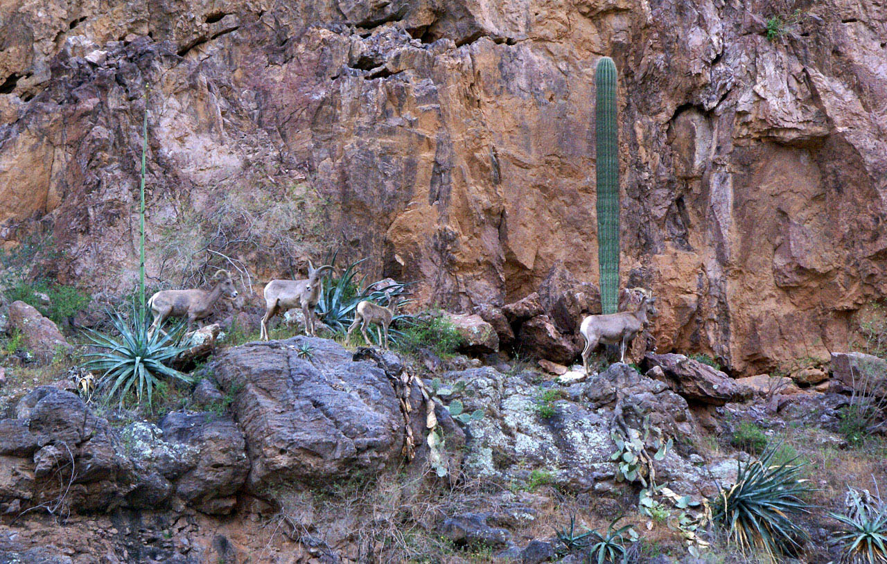 Desert Big Horn Sheep (Ovis canadensis nelsoni) Canyon Lake, Arizona