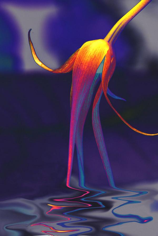 Neon Flower in Water