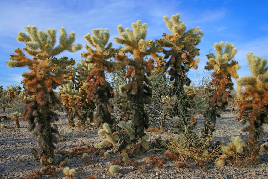 Teddy Bear Chollas often grow next to each other_Cylindropuntia bigelovii