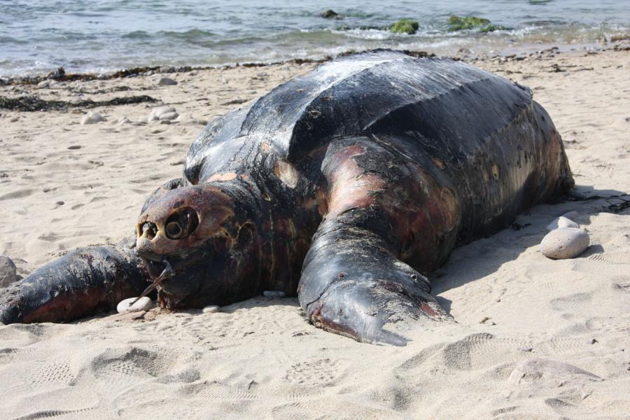 Beached Leatherback Turtle