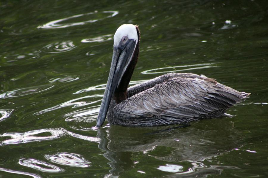 Brown Pelican