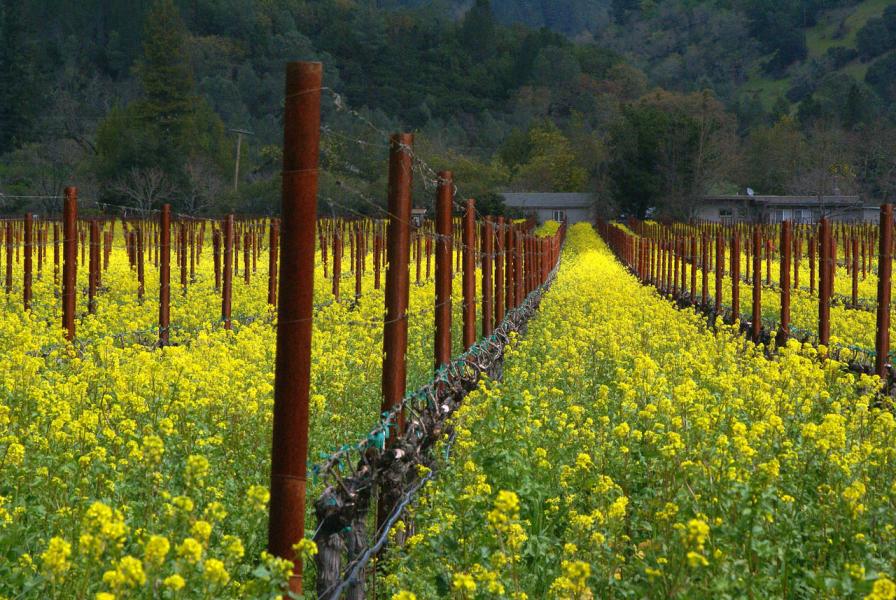 Mustard field & houses