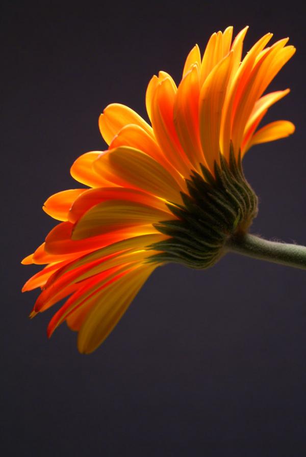 Orange & yellow flower