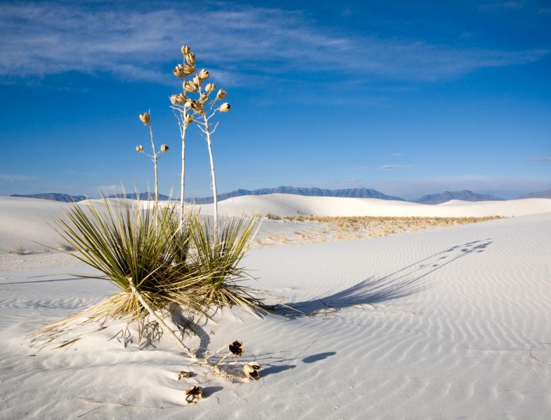 Yucca in bright sun