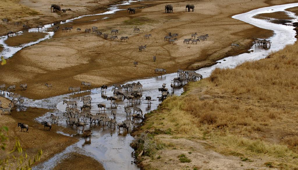 Wildlife gathered at the Tarangire River, Tanzania