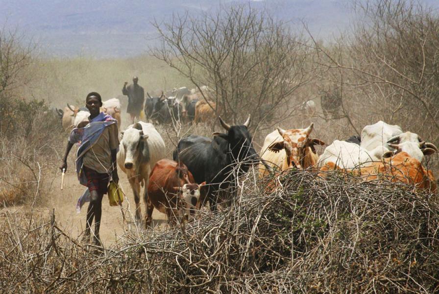 Running of the bulls in Kenya