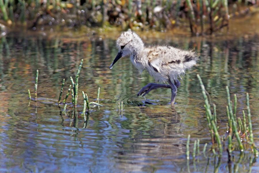 American Avocet Chick Checks Out Shallows at Palo Alto Baylands