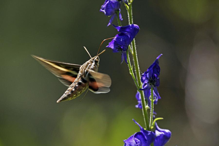 White-lines Sphinx Moth (Hyles Iineata) Feeds on Wild Delphinium, Devil's Postpile NM