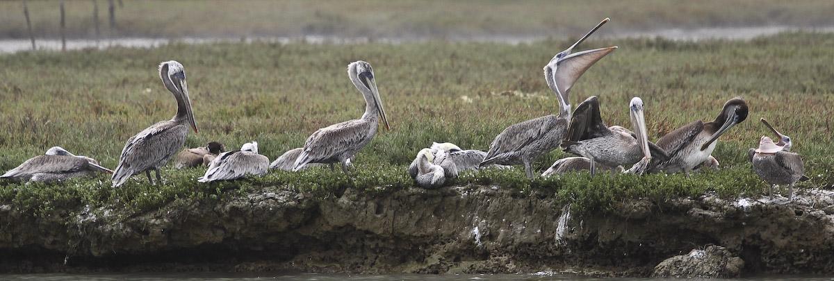 California Brown Pelicans ( Pelecanus occidentalis ) roosting at Elkhorn Slough, Moss Landing