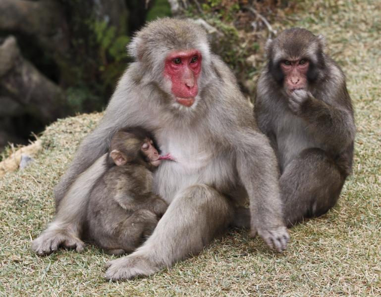 Japanese Macaque Monkey ( Macada fuscata) feeding her baby, Kyoto, Japan