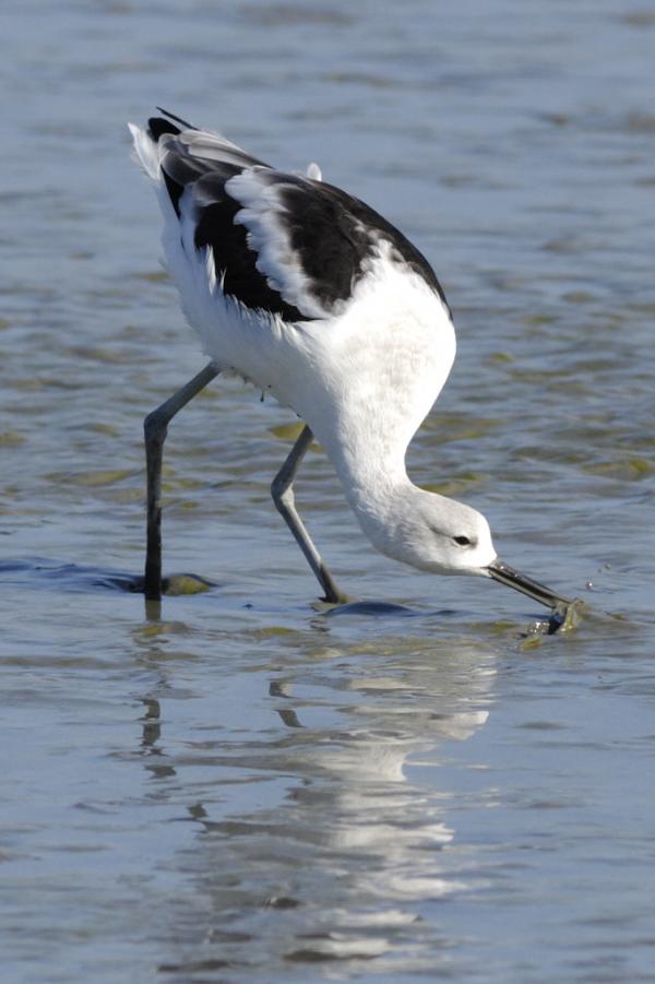 American Avocet (Recurvirostra americana) in winter plumage foraging in mud flats