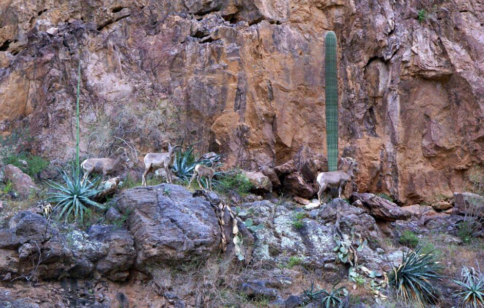 Desert Big Horn Sheep (Ovis canadensis nelsoni) Canyon Lake, Arizona