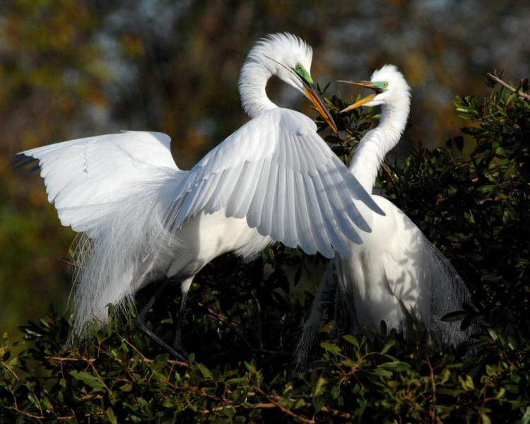 Great Egrets (Casmerodius albus) adding twig to their nest