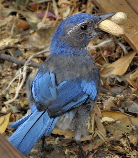 Hungry Western Scrub Jay (Aphelocoma californica)