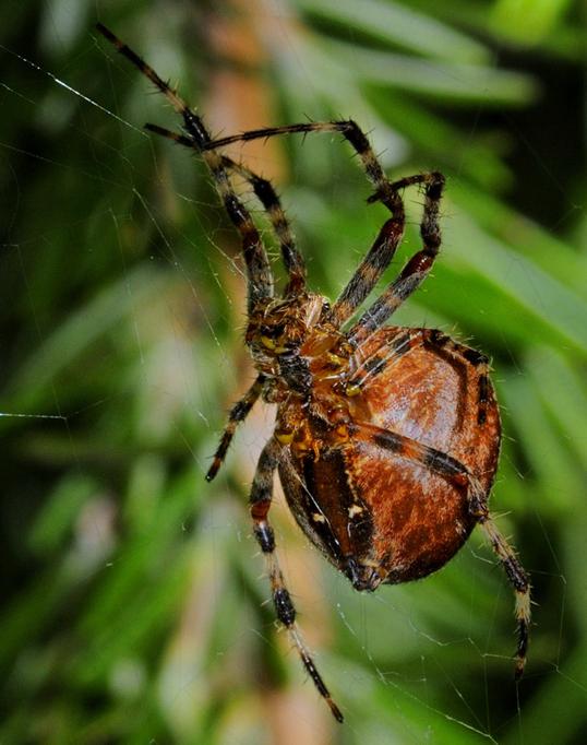 Tree Spider (Araneus gemma)