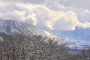 Wasatch Range From Red Butte Gardens, Salt Lake City