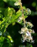 Water Bubbles