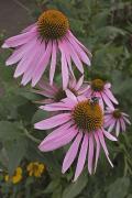 Cutleafed Coneflower