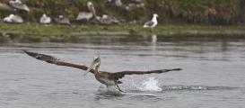 Brown Pelican  (Pelecanus occidentalis) taking off , Elkhorn Slough, Moss Landing
