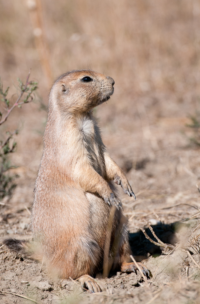 Black-tailed Prairie Dog (Cynomys ludovicianus) on the alert at his burrow, South Dakota