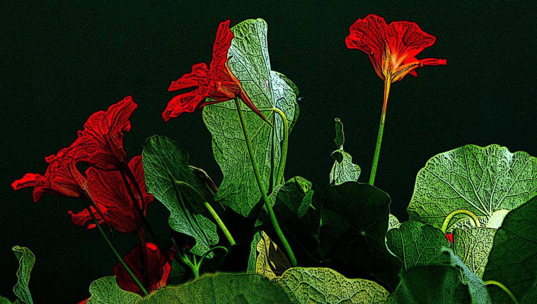 Nasturtiums