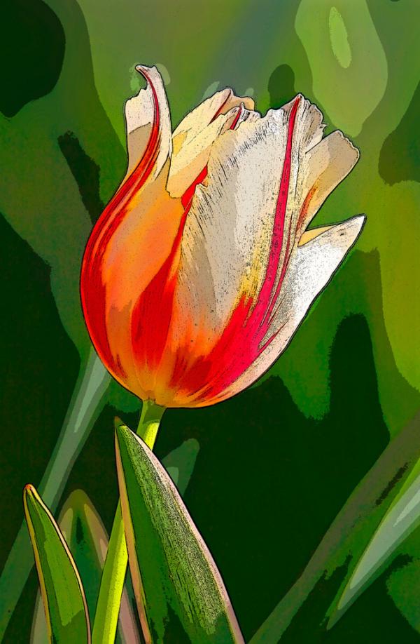 Tulip