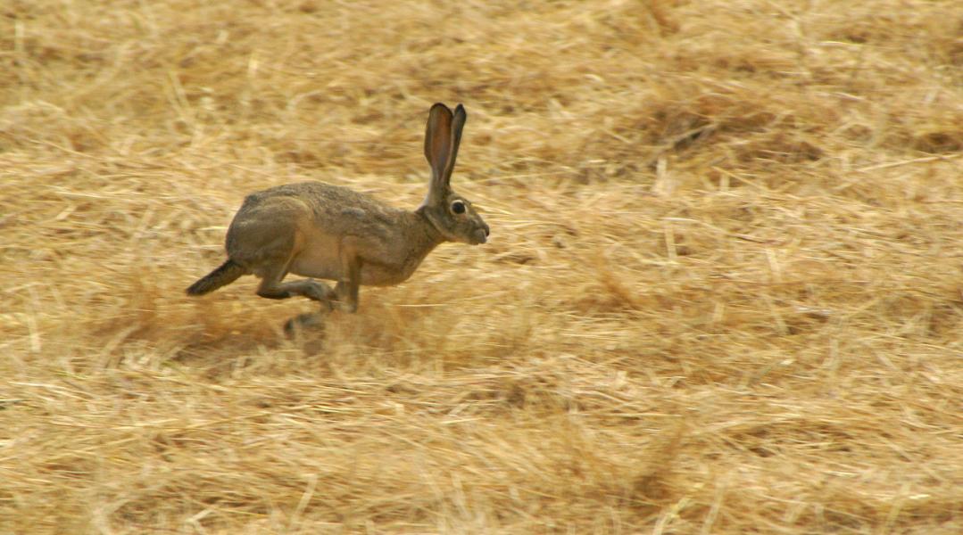 Black-Tailed Jackrabbit runs from mower nearby