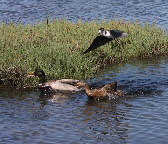 Black-necked Stilt protects chick from encroaching Mallards