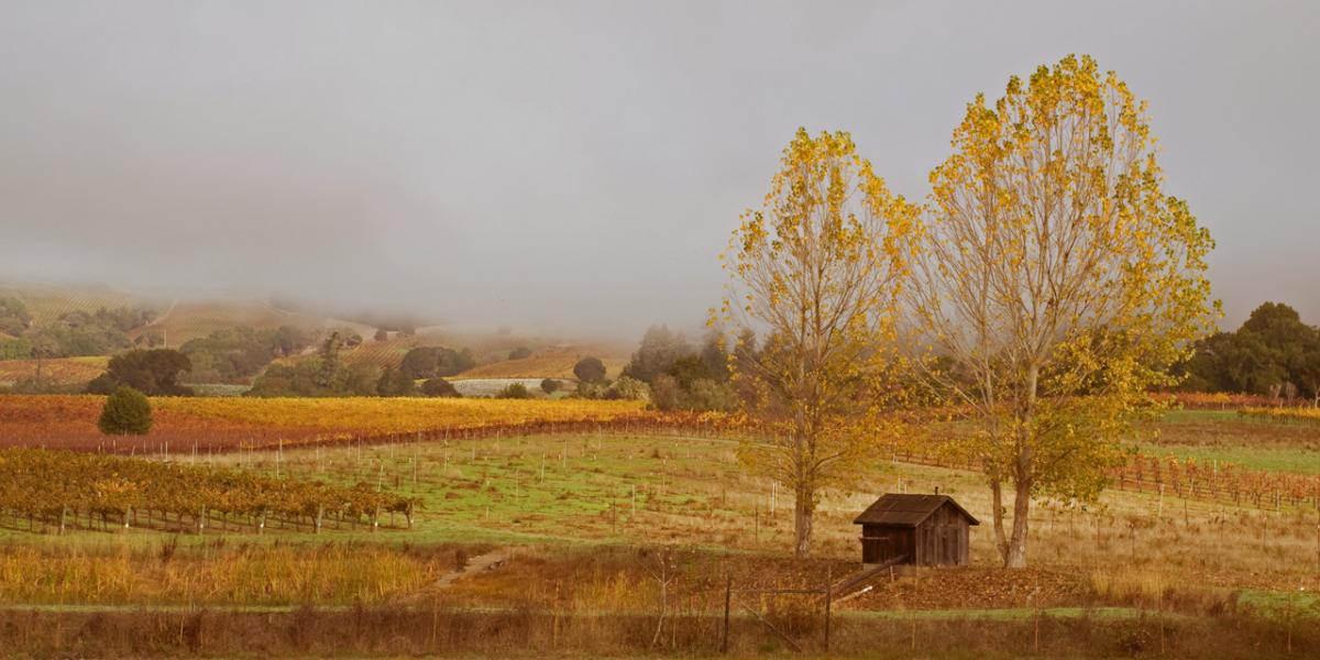 Fog covered vineyard