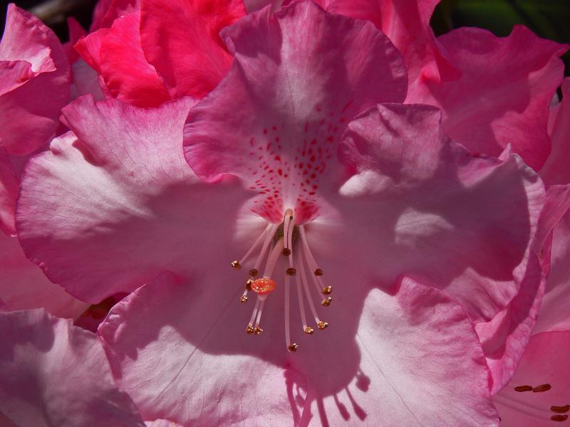 Pretty in Pink
