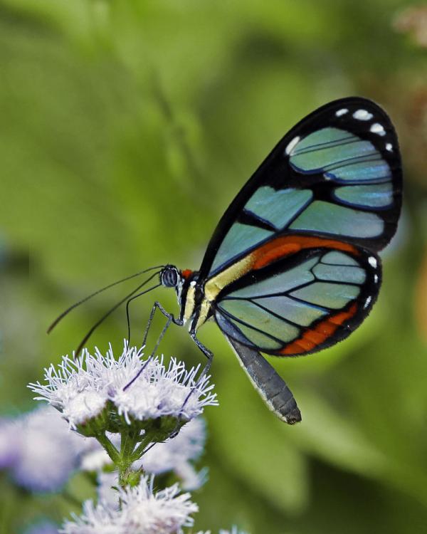 Clearwing Butterfly Feeding on Flower