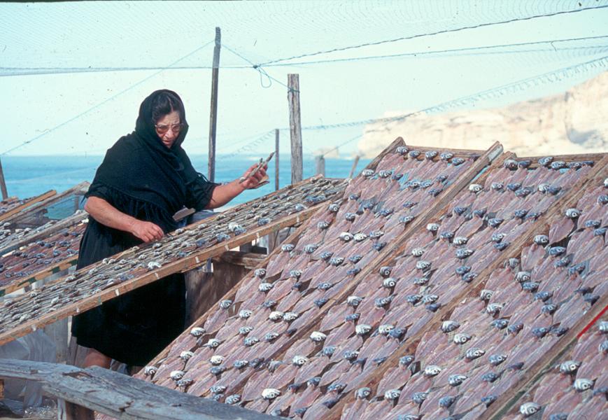Widow tends to her fish drying on the Beach at Nazare' Portugal