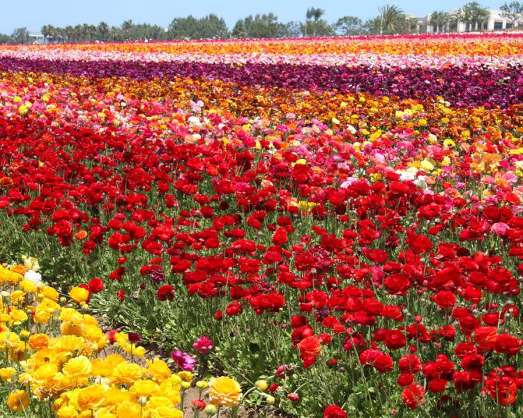 Carlsbad Flower Fields in Bloom
