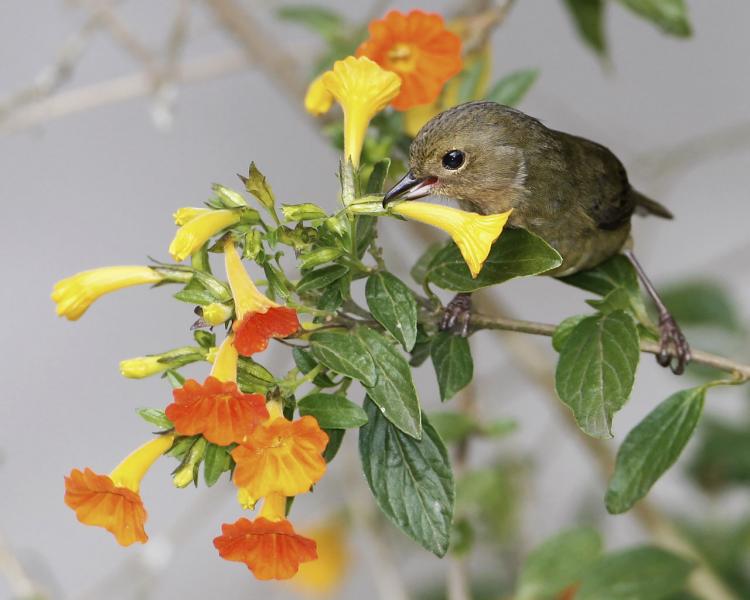 Female Slaty Flowerpiercer Holds Base of Flower with Upper Bill, Pierces with Lower Bill, Panama