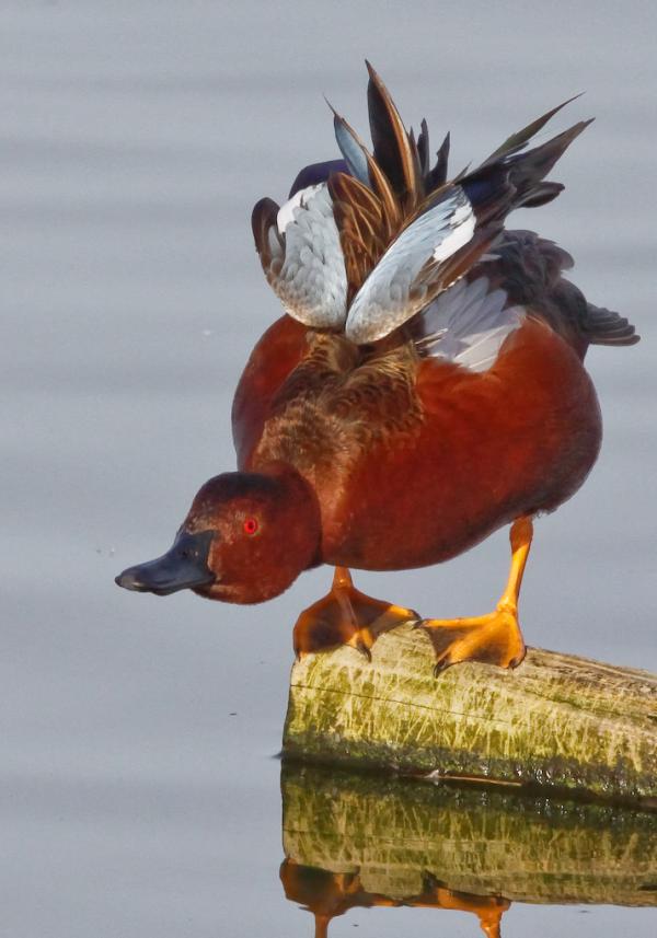 Cinnamon Teal (Anas cyanoptera) checking out water before getting in, Redwood Shores