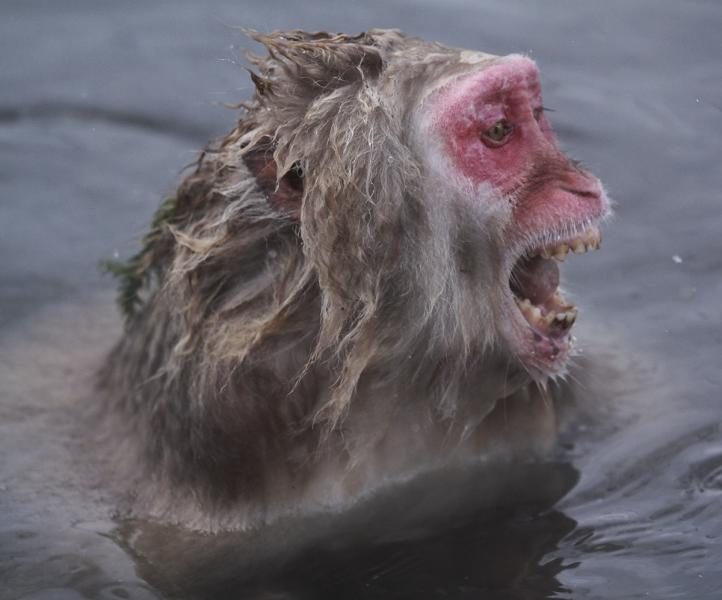 Macaque Monkey (Macaca fuscata) Alpha Male Showing Aggressive Behavior in Hoit Spring, Nagano, Japan