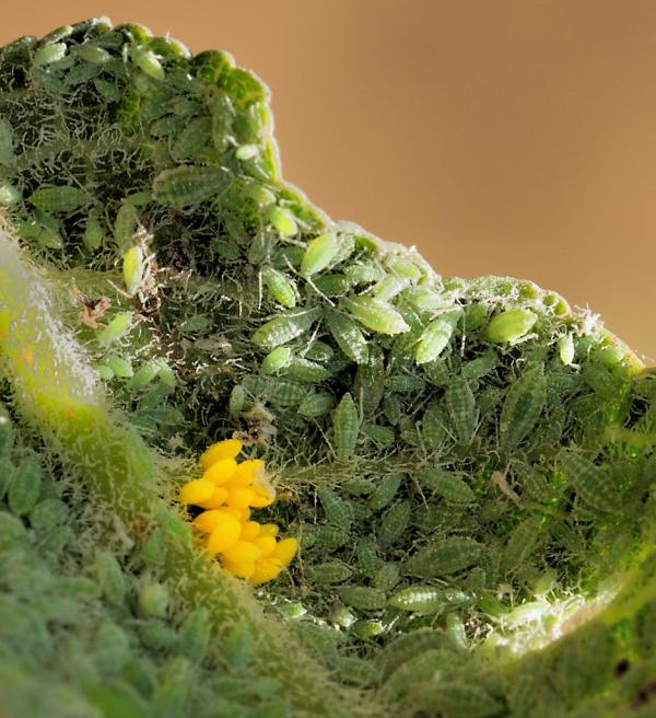 Aphids_and_Clutch_of_LadyBug_Eggs