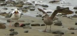 Thayer's Gull with captured starfish