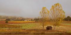 Fog covered vineyard